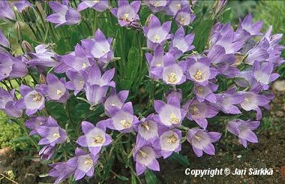  Campanula tridentata